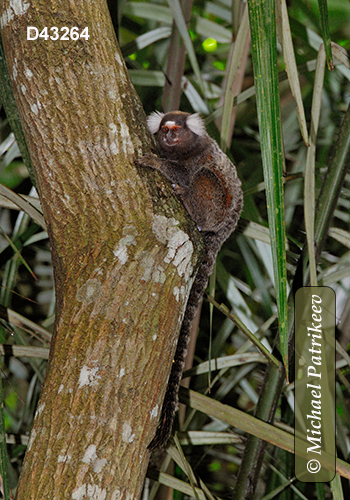 Common Marmoset (Callithrix jacchus)